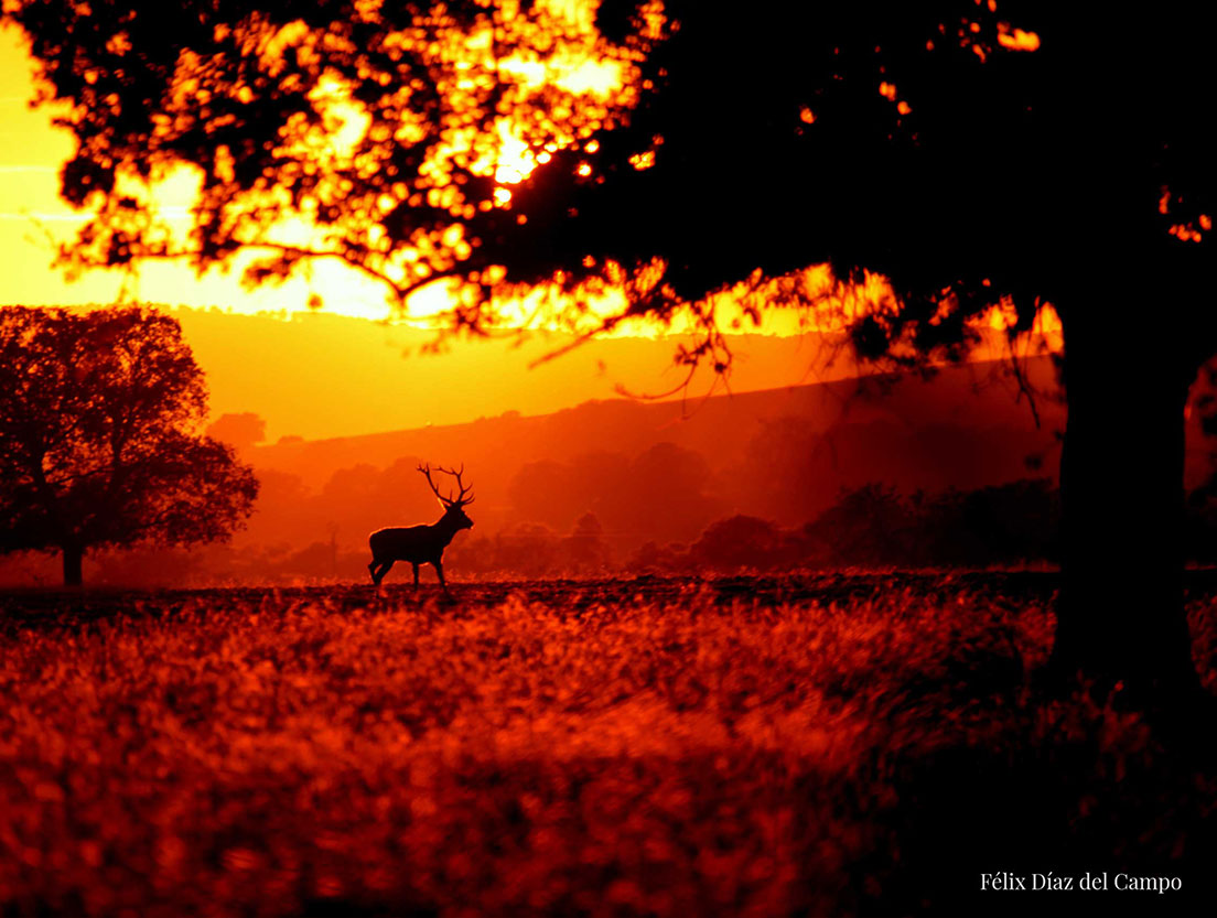 puesta de sol con ciervo