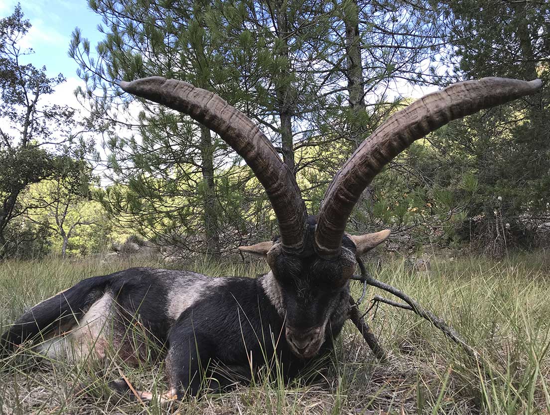 caza del Macho Montés con Best Hunt Spain