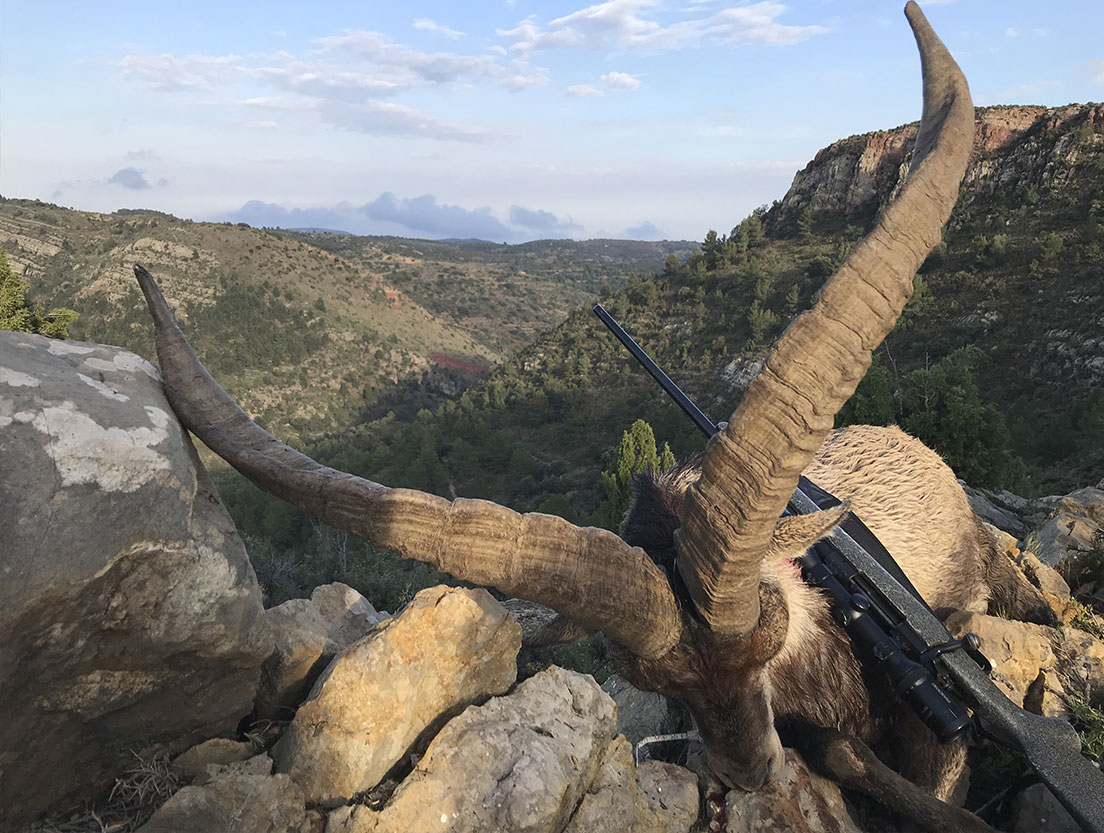 macho montés cazado con Best Hunt Spain