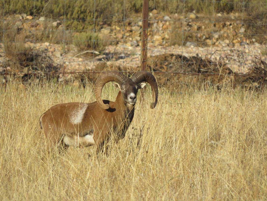 Muflón salvaje