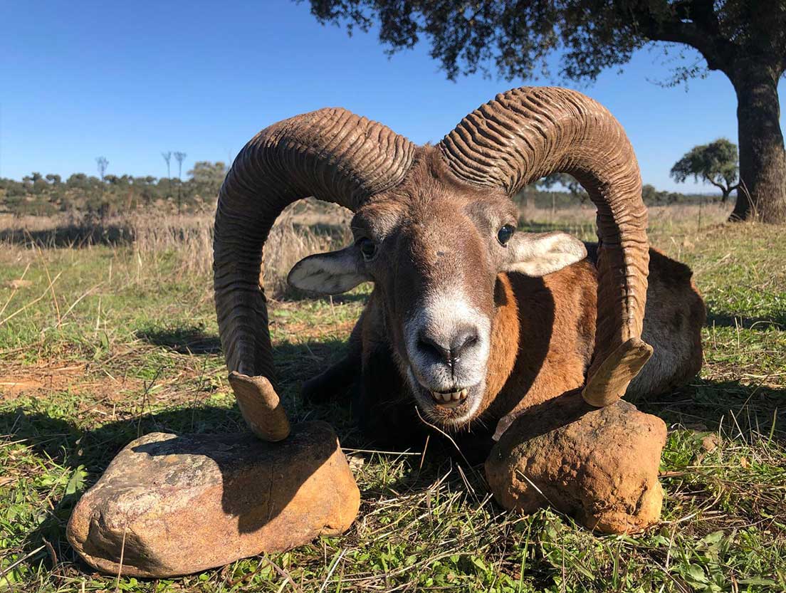 Muflón cazado en una experiencia con Best Hunt Spain