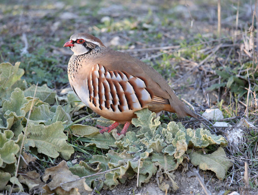 Experiencia de caza de la perdiz con Best Hunt Spain