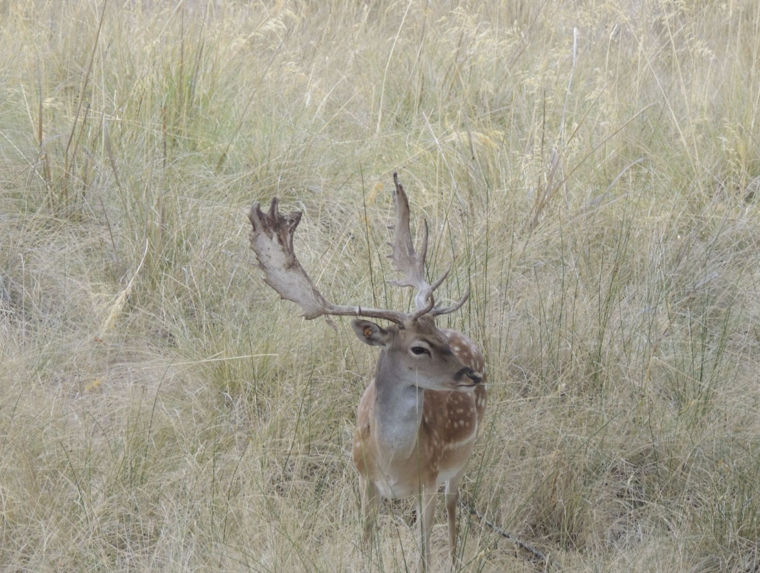 Gamo macho en estado salvaje