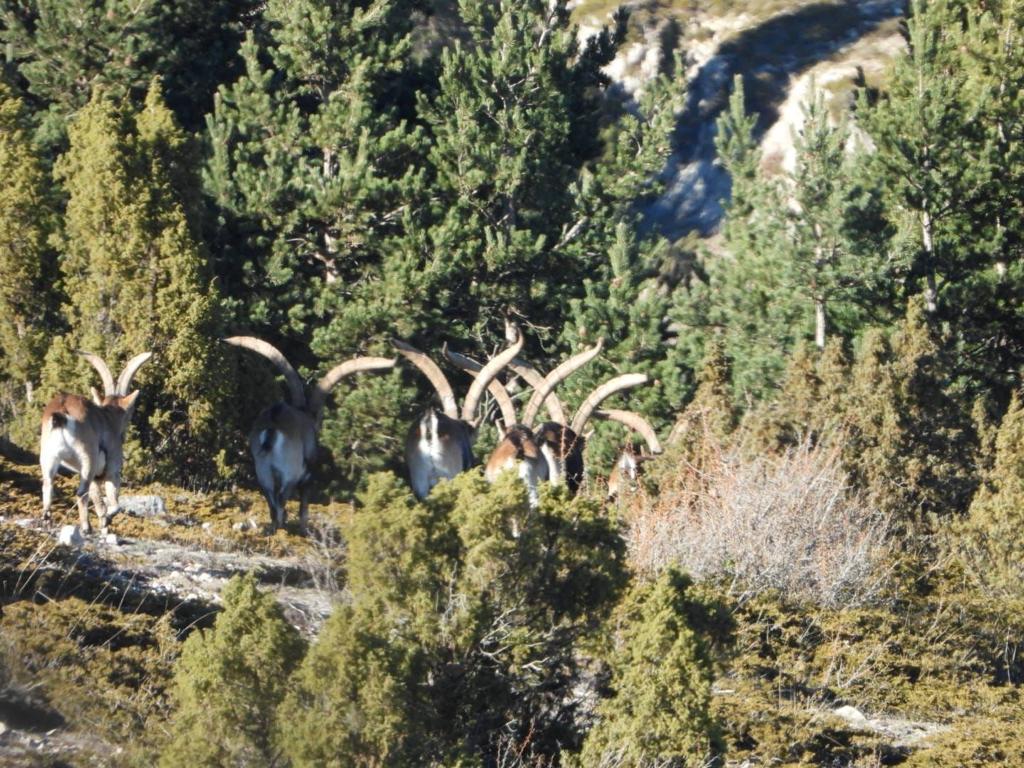 Machos monteses en estado salvaje